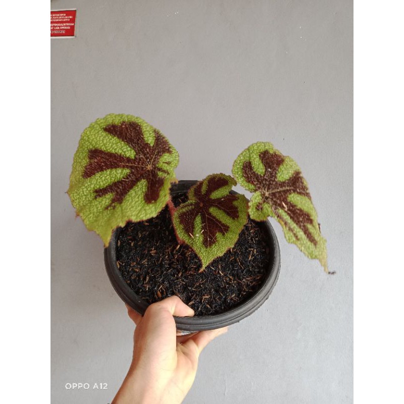 TANAMAN HIAS BEGONIA TAPAK MACAN/UKURAN JUMBO