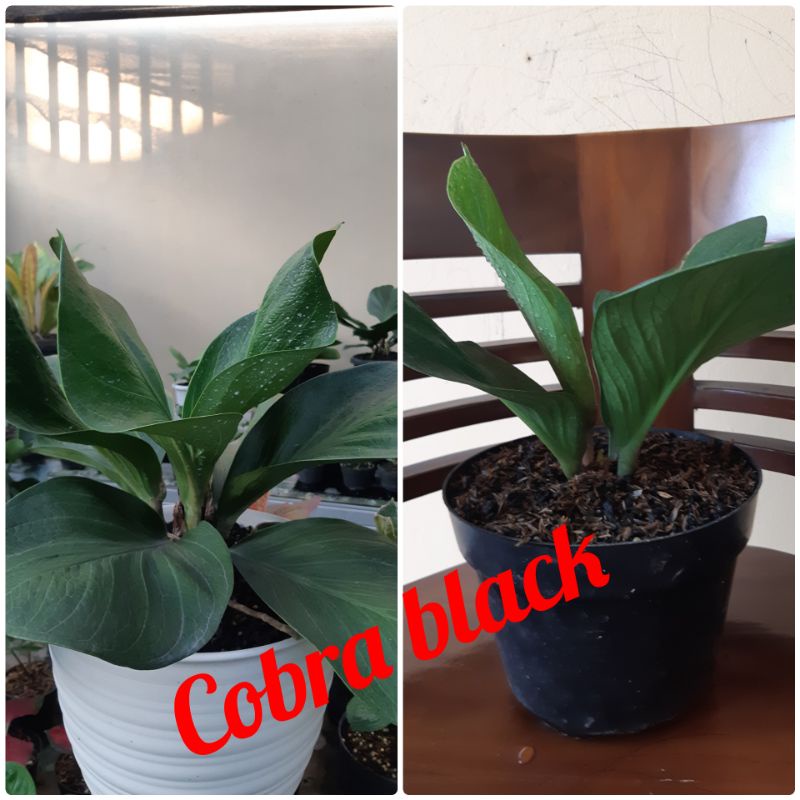 antorium cobra black ( remaja ) koleksian