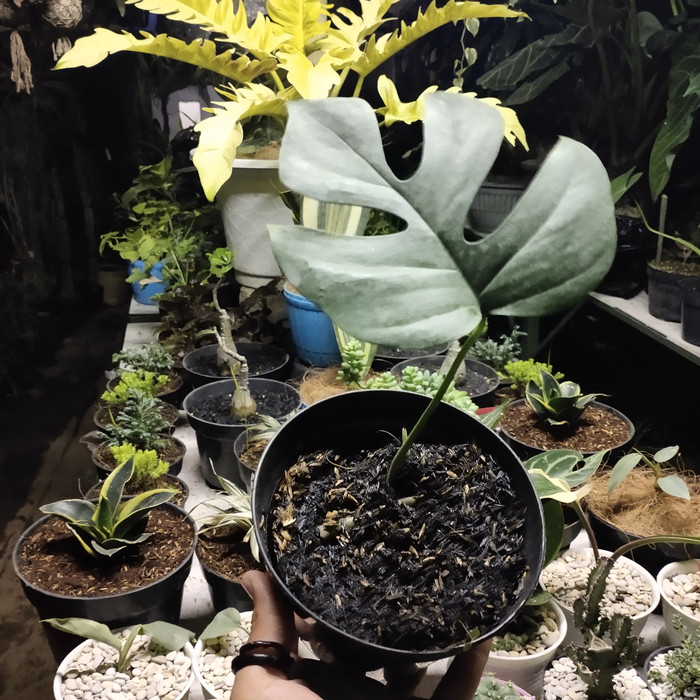 monstera raphidopora