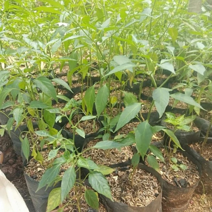 Bibit Pohon Cabe Kriting / Pohon Cabe Kriting