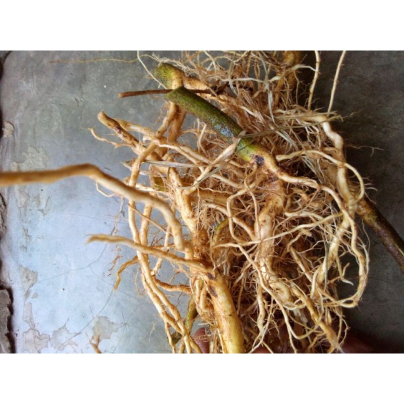 

Akar Sadagori segar Netto 500Gram