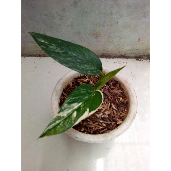epipremnum varigata anakan