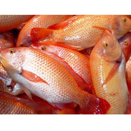 

Ikan Nila Merah Fresh 1Kg