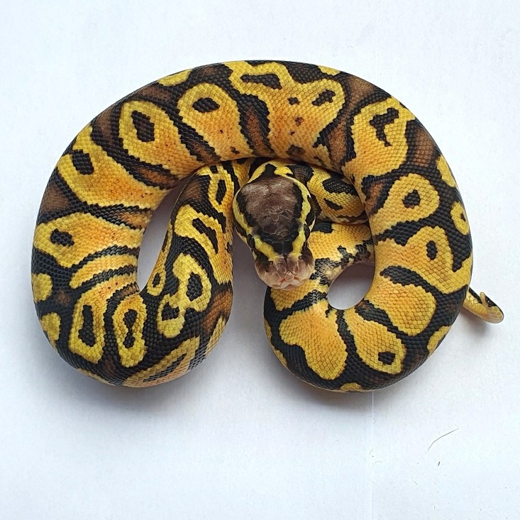 Pastel Yellow Belly Ball Python Jantan Ballpython Jinak Ular Murah Shopee Indonesia