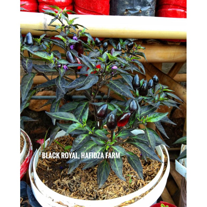 

Benih Cabe Hias Black Royal