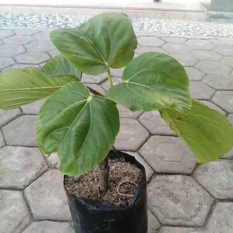 tanaman tin sycomorus