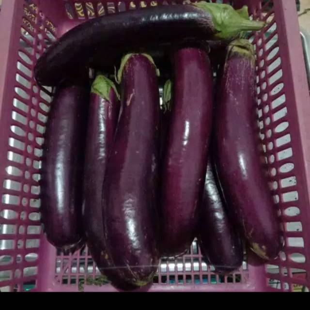 

terong unggu per kg