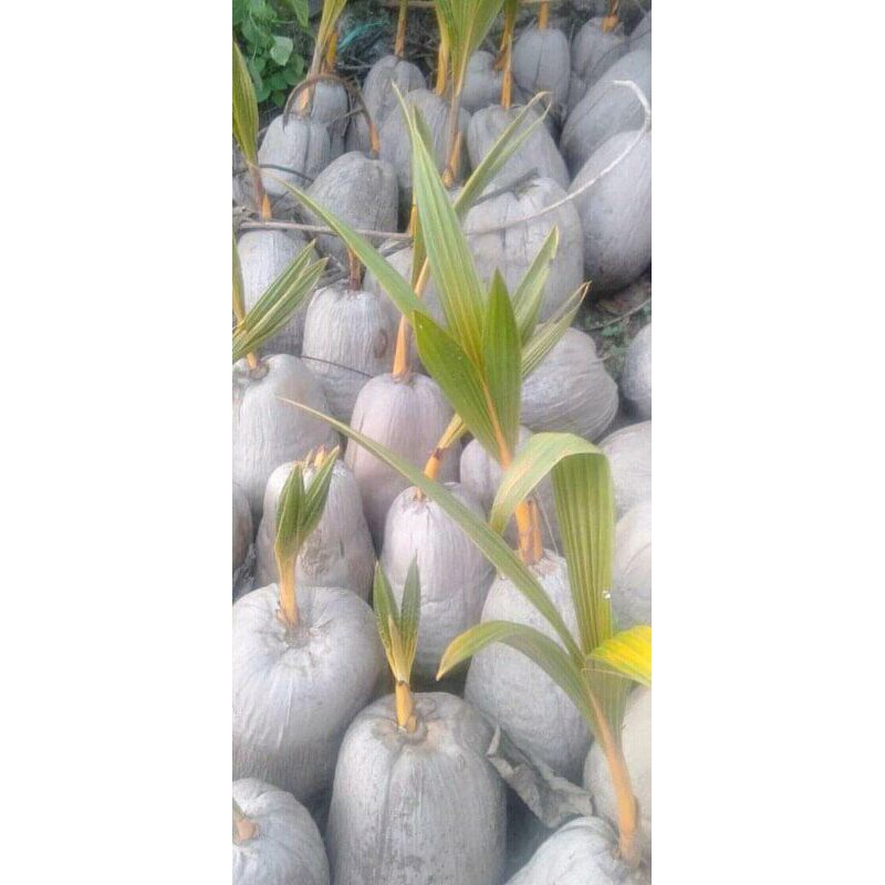 KELAPA GADING OREN BAHAN BONSAI