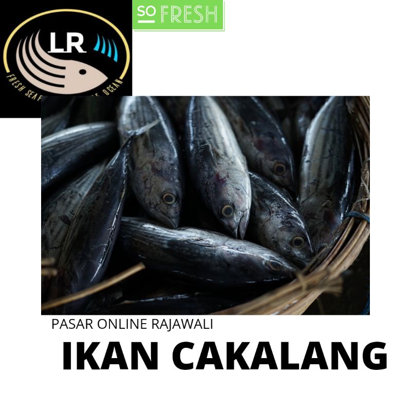

IKAN CAKALANG/TONGKOL
