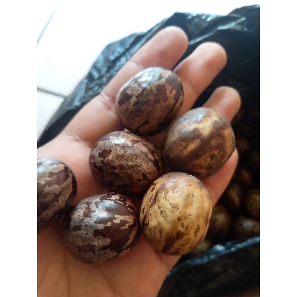 biji karet aduan kualitas terbaik,dan termurah.