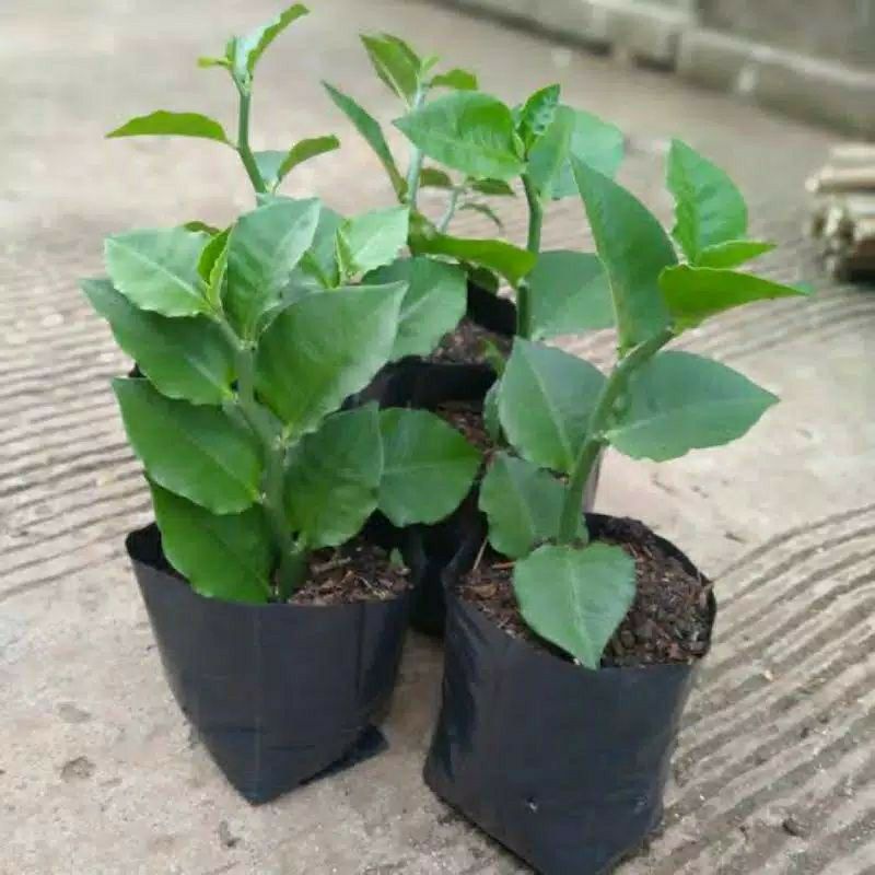 

Tanaman Herbal Pohon Indrak / Daun Indrak / Tanaman Patah Tulang Berdaun / Sudah Tumbuh Berakar