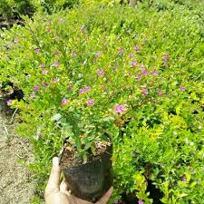 Taiwan Beauty berbunga (Cuphea Hisssopifolia ) - Tanaman Hias  - Bibit Tanaman Hias Hidup Termurah Sedunia