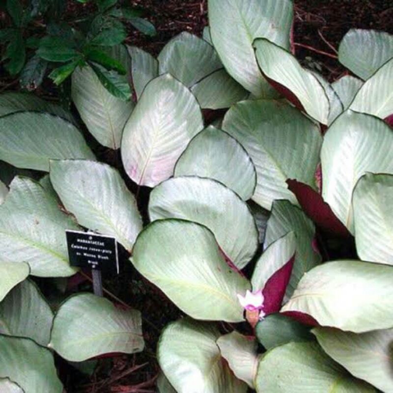 tanaman hias calathea silver plat