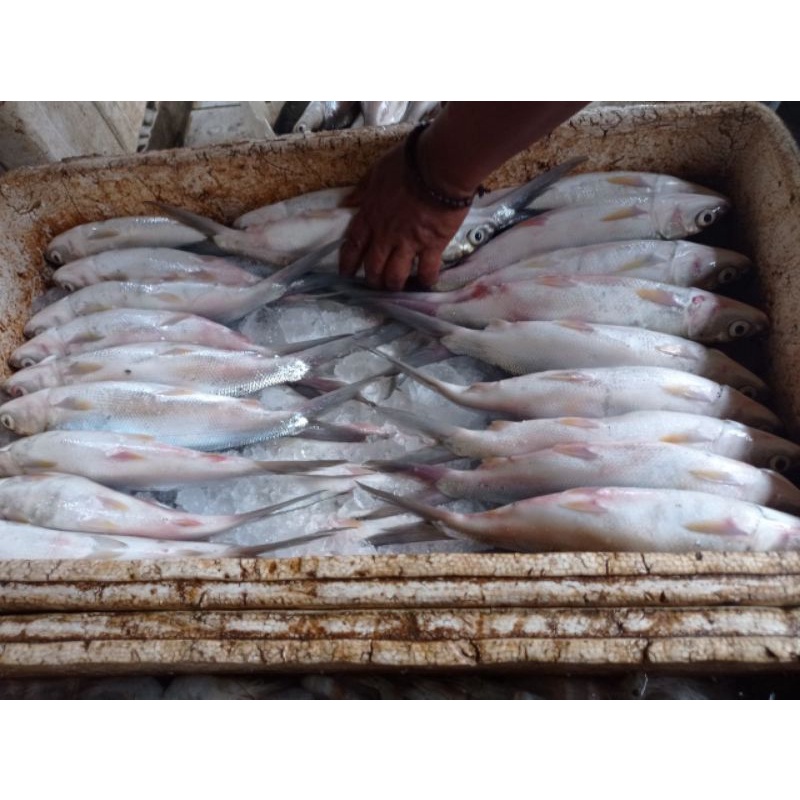 

SEAFOOD TERMURAH - IKAN BANDENG 1KG FRESH DAN SEGAR