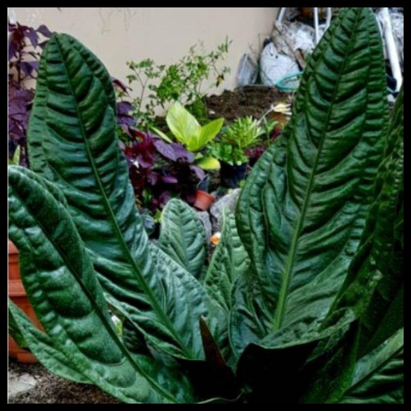 TERLARIS TANAMAN HIAS ANAKAN ANTHURIUM SUPERBOOM CLASIKK/ANTHURIUM SUPERBOOM CLASIKK TERLARIS