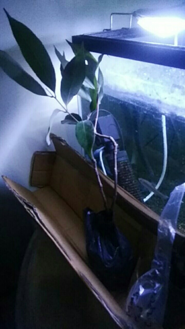 Bibit Buah Leci (bisacod)