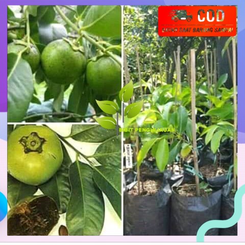 bibit black sapote atau sawo Australia