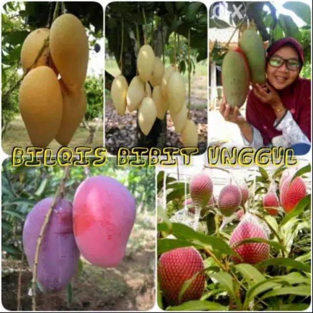 Paket 5 jenis bibit buah mangga unggulan Yuwen namdokmai chokanan kiojay Irwin super