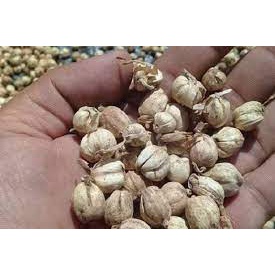 

Kapulaga harga 1000 Bandung