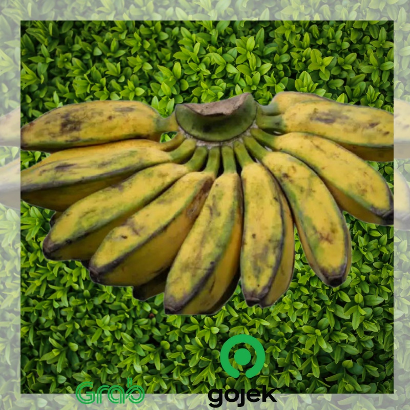 

pisang kepok 1 sisir