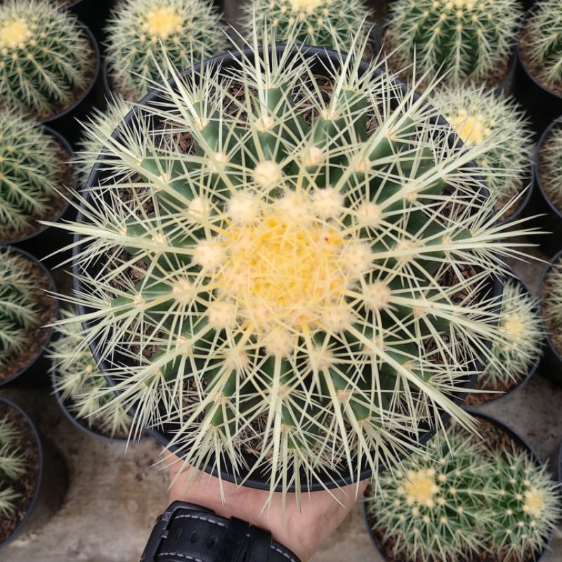 Echinocactus Grusoni/Golden Barrel | DP 15cm | Kaktus