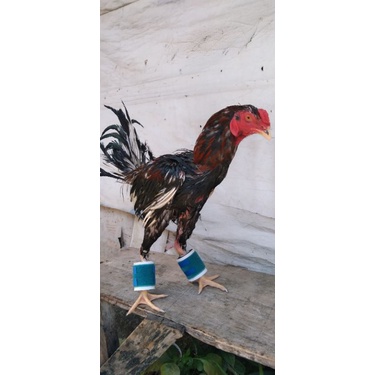 barbel ayam 100gram murah barbel ayam petarung 100gram barbel ayam adu 100gram pemberat kaki ayam 10