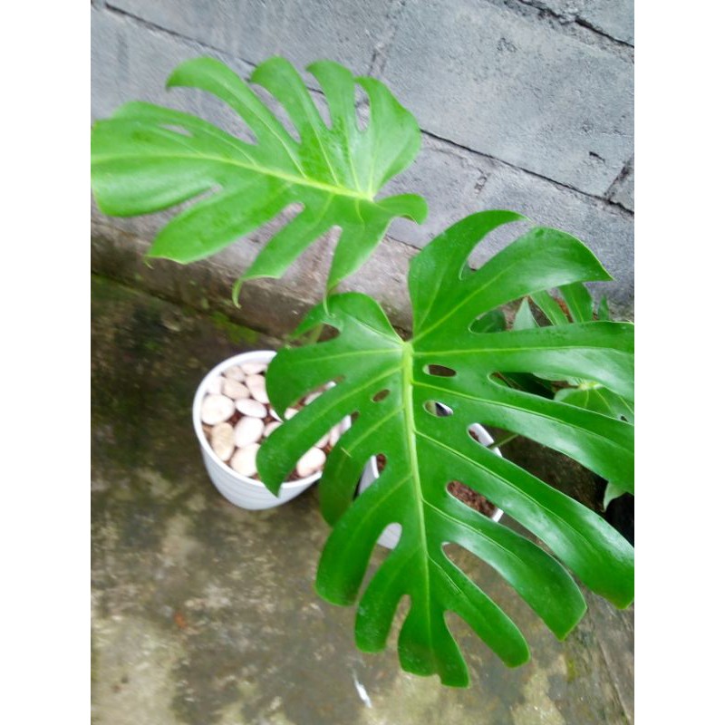 monstera delisiousa king hias remaja bongol