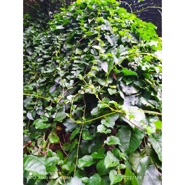 

DAUN BINAHONG HIJAU SEGAR 1 KG