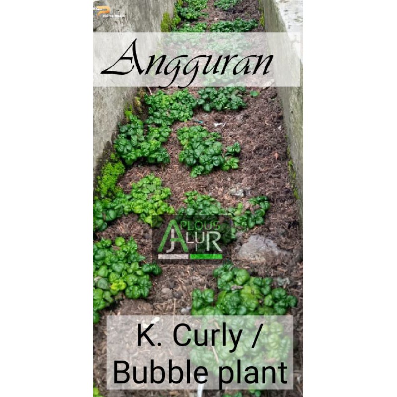 Angguran aquascape / paludarium