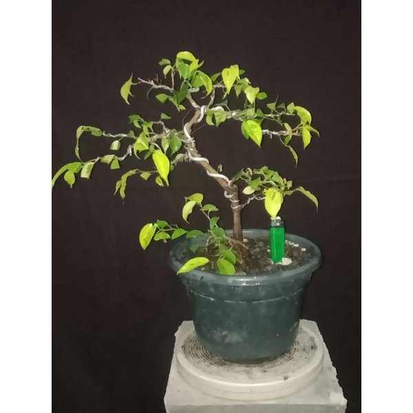 BONSAI BERINGIN BENJAMIN VARIGATA/GOLDEN/MUTASI SESUAI FOTO