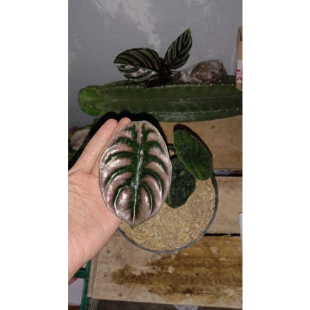 alocasia cuprea