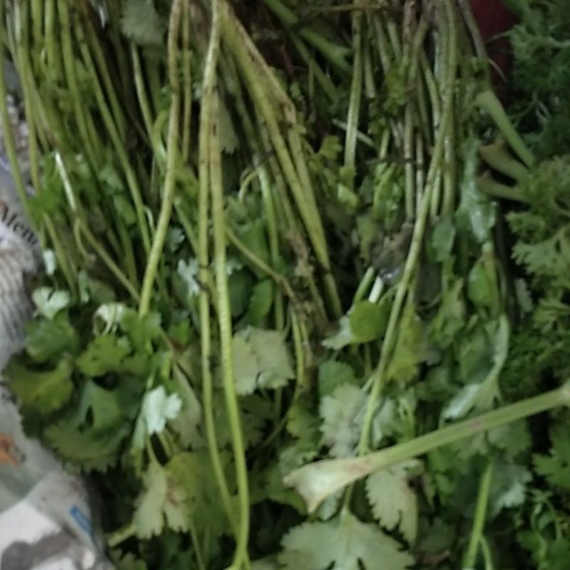 

Daun Ketumbar / CILANTRO segar