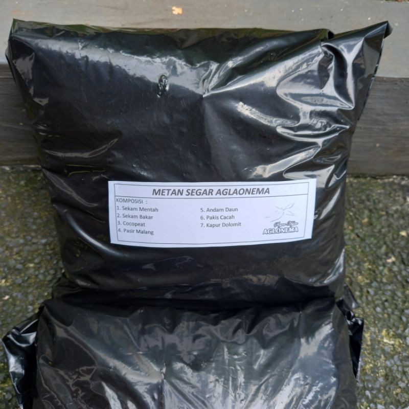 Media Tanam Aglaonema Fermentasi