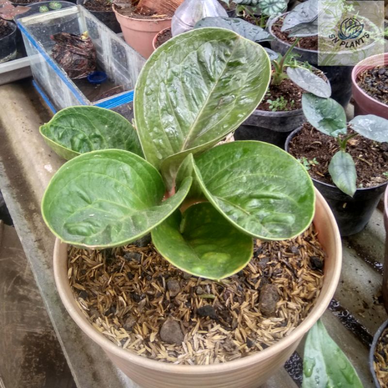 Anturium jemani mangkok pluto.