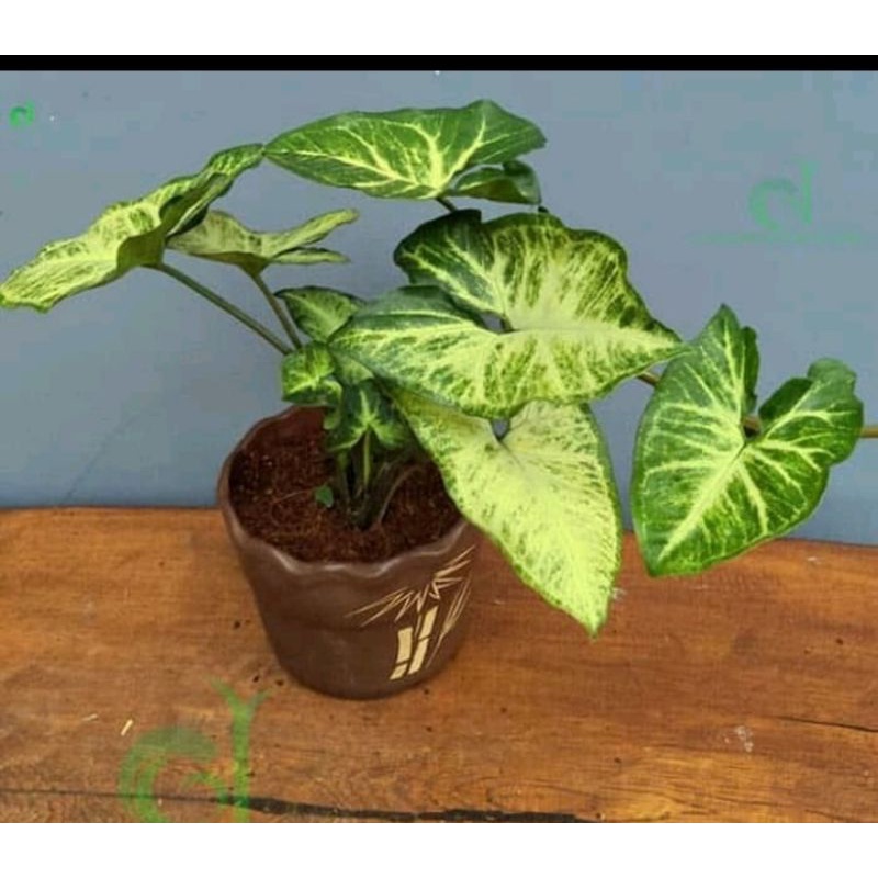 Jual Tanaman Hias Air Yang Unik Tahan Di Indoor Syngonium Podophyllum Shopee Indonesia