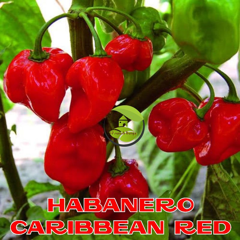 3biji-Benih Bibit Biji Cabai Habanero Red Caribean Habanero Merah