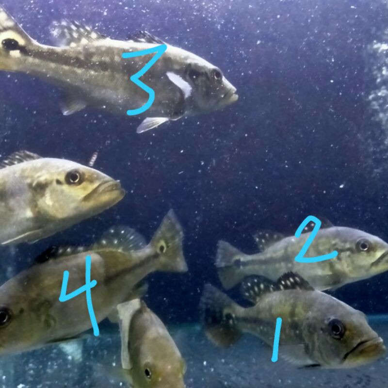 

Azul Fish