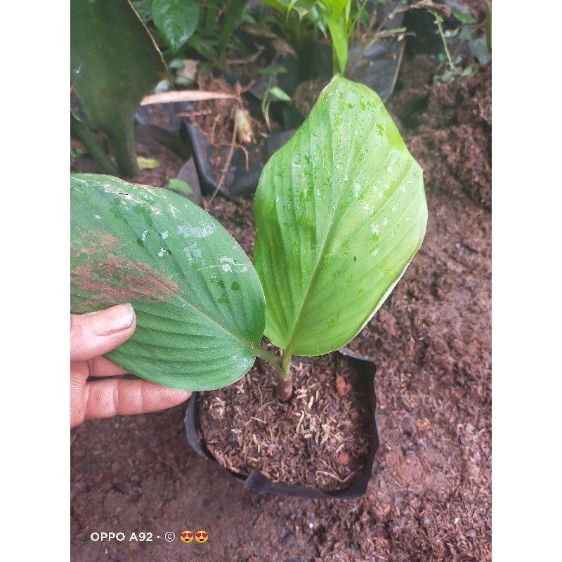 RANAMAN HERBAL TOGA TEMU KUNCI TEMU PEPET