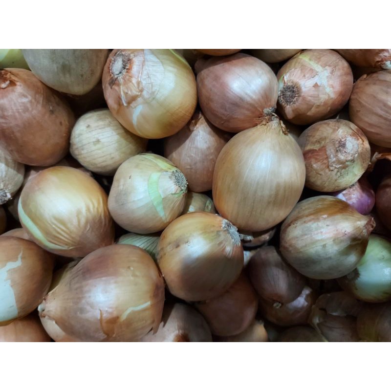 BAWANG BOMBAY UKURAN SEDANG 1KG