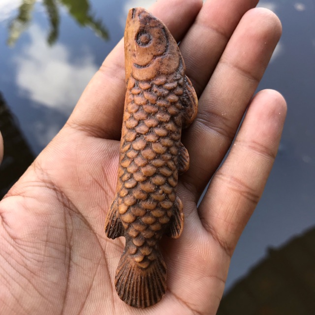 Fosil Anak Ikan Arwana Kecil Langka