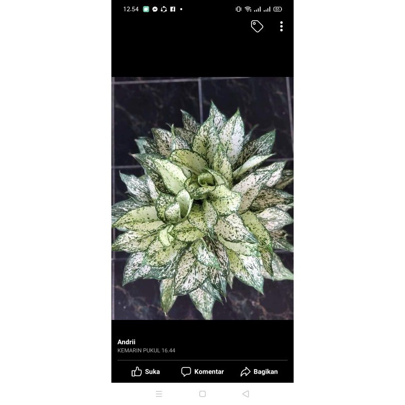 Aglonema Snow White Rumpun