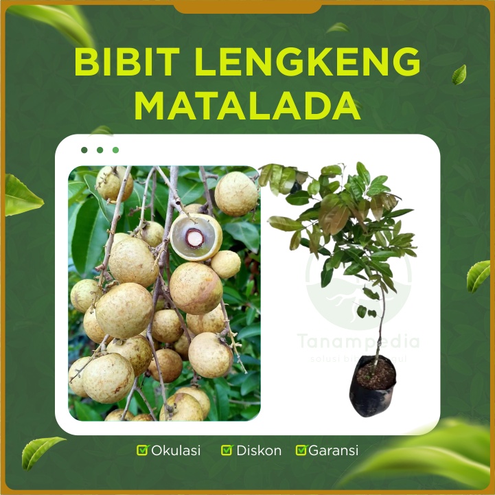 Bibit Kelengkeng Matalada / Lengkeng Matalada / Cangkok Kelengkeng Unggul Tanampedia