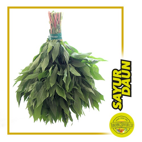 

Daun Singkong / ikat