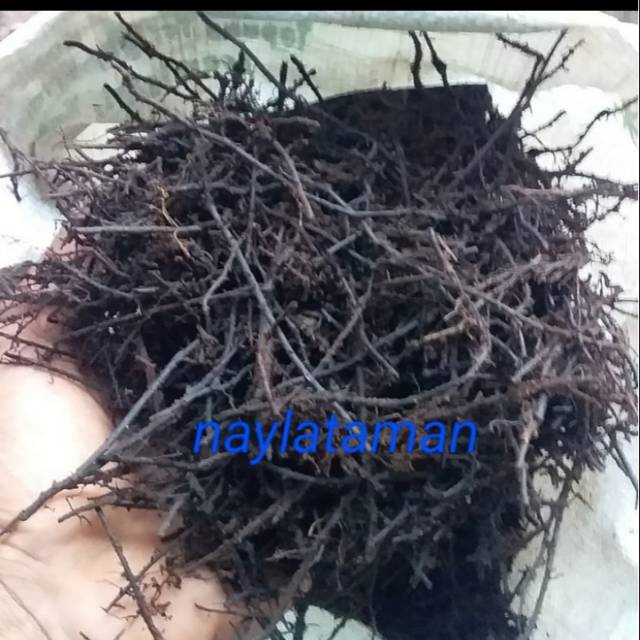 Akar pakis cacah-media tanam 1 kg