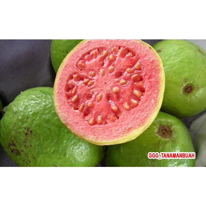 Bibit Jambu Merah Non Biji Super Okulasi