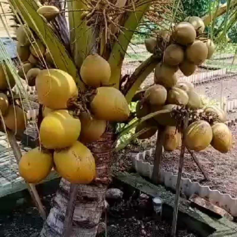 bibit kelapa gading pendek berbuah original
