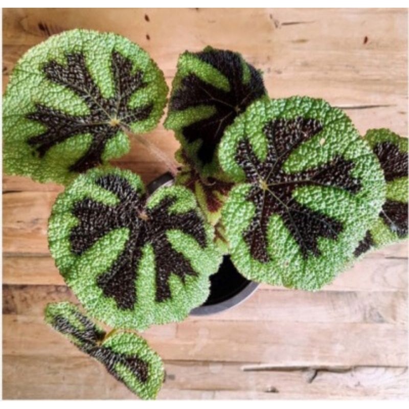 Begonia Tapak Macan