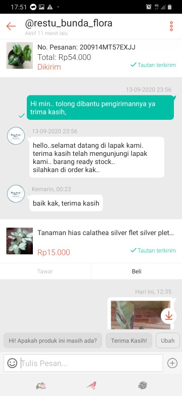 Tanaman Hias Sirih Gading Varigata