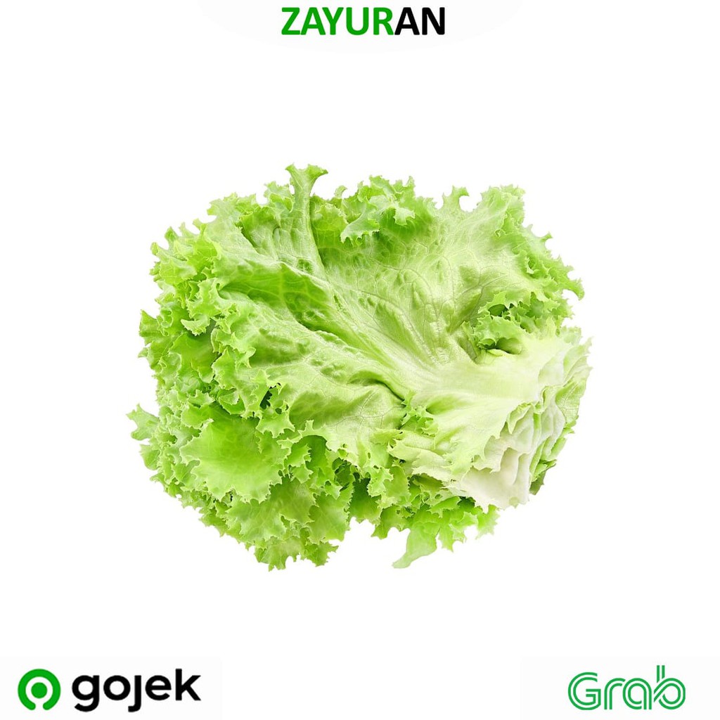 

Selada Keriting | Green Curly | Zayuran