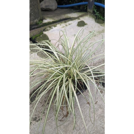 tanaman rumput garis tipis (Real pict) - tanaman gantung carex oshimensis murah